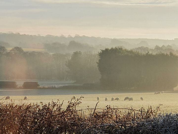 Fields at Wildmoor on a  misty morning, sheep grazing