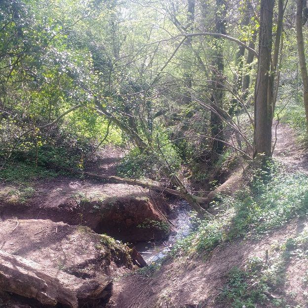 Image of the bluebell woods near Dodford