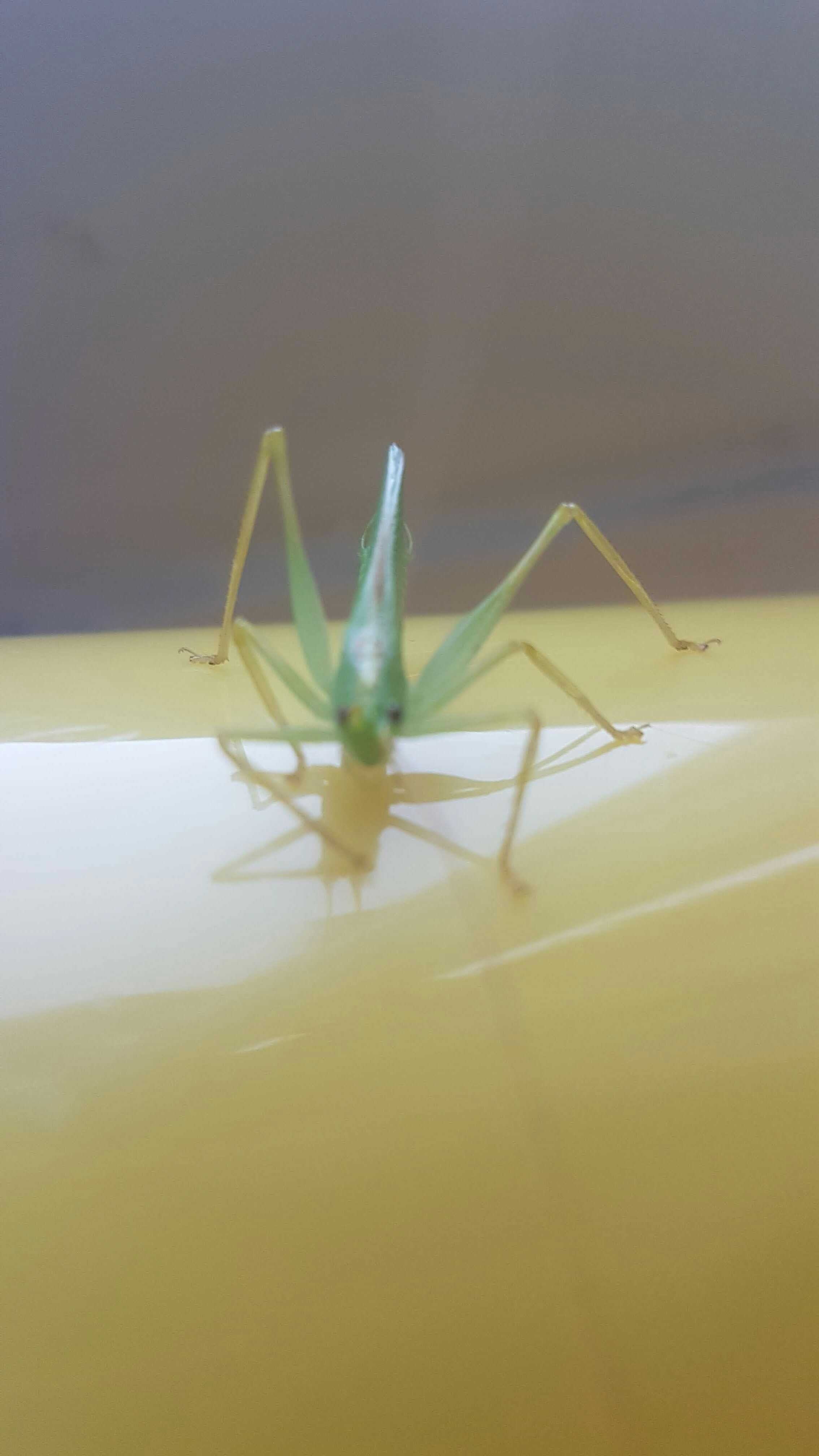 Grasshopper close-up